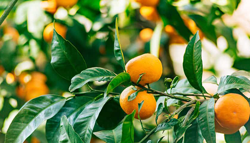 糖尿病患者应该如何进食?